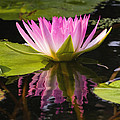 Pink Reflection