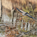 Heron of the Fall