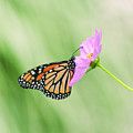 Papillon dans mon jardin
